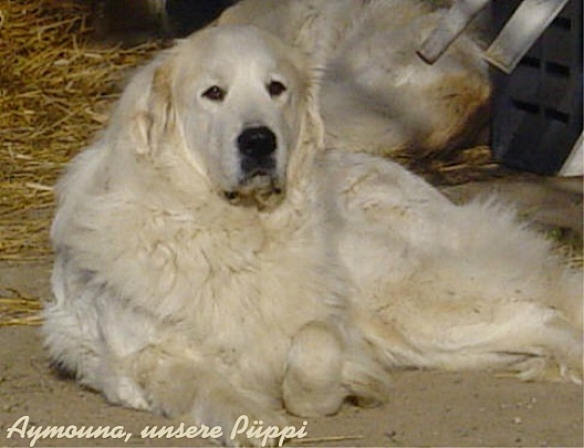 Pyrenäenberghund 002