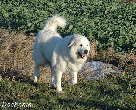 Pyrenäenberghund Dschenin 1