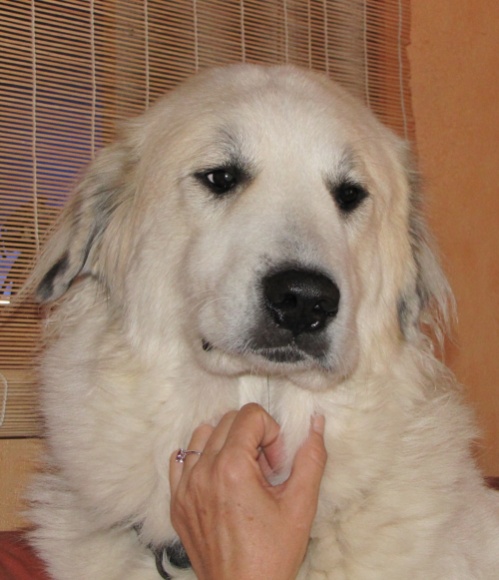 Pyrenäenberghund Fabergé 1