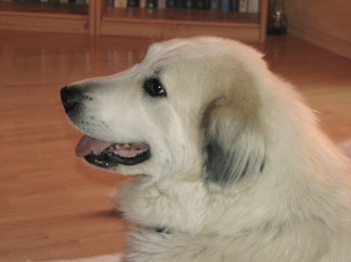 Pyrenäenberghund Fabergé 2