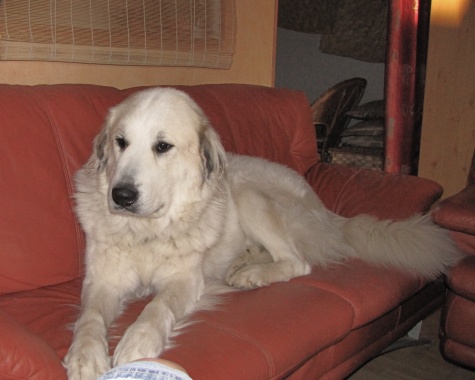 Pyrenäenberghund Fabergé 4