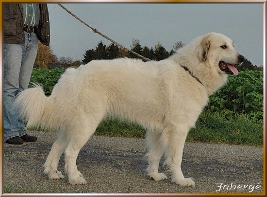 Pyrenäenberghund Fabergé 5