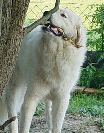 Pyrenäenberghund Leila 2