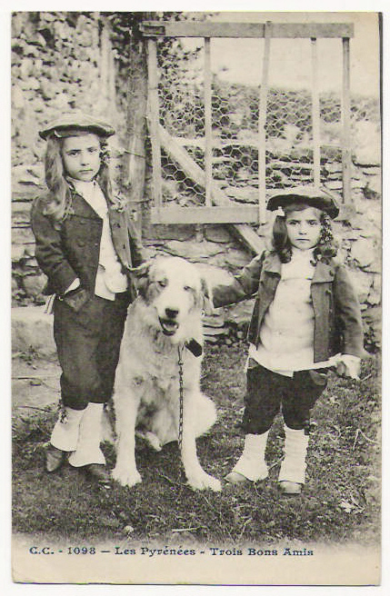 Pyrenäenberghund Postkarte2