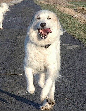 Pyrenäenberghund, run in a new year