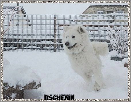 Pyrenäenberghund im Schnee2_edited1