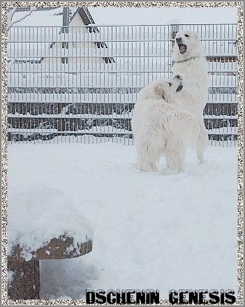 Pyrenäenberghunde im Schnee2_edited1