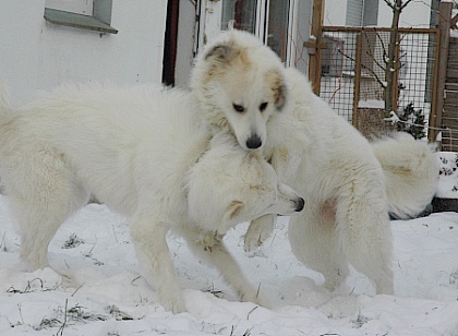 Pyrenäenberghunde im Schnee 1