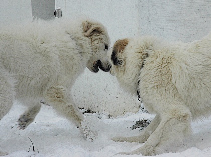 Pyrenäenberghunde im Schnee 2